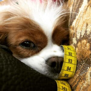 Und das ist Nele <br> Unser Atelierhund